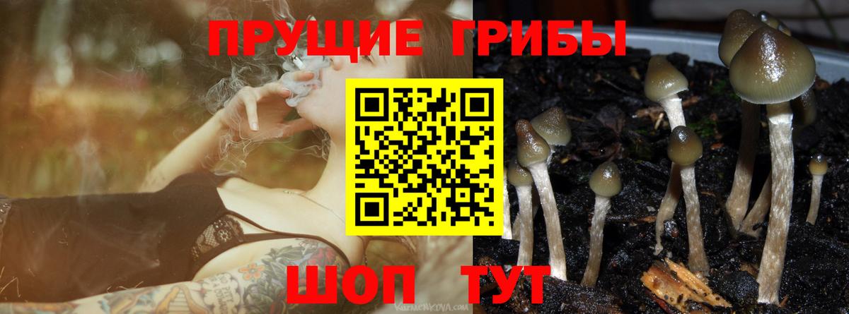 Медногорск  Галлюциногенные грибы Psilocybine cubensis  Вход с VPN 